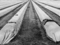 Christo revisited